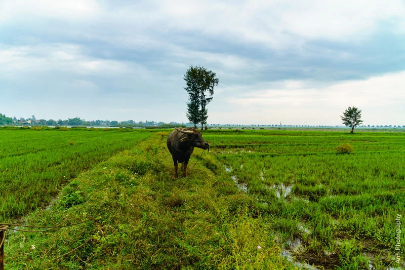4-Day Cultural Cycling Tour Hue to Hoi An
